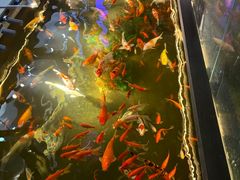 -采芝斋评弹茶馆(观前街店)