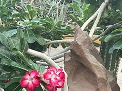 -北京植物园-展览温室