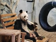 -深圳野生动物园