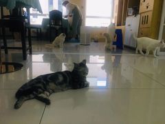 -鼓捣猫呢主题猫咖店