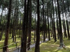 -玉苍山国家森林公园