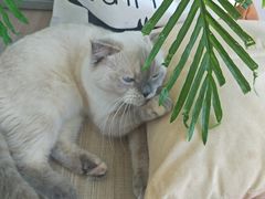 -藏猫猫咖啡主题馆(中央大道店)