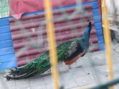 -丽泽山庄·生态怀柔菜·虹鳟鱼(红螺寺店)