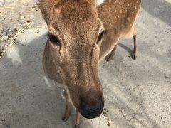 -鹿境梅花鹿生态园区