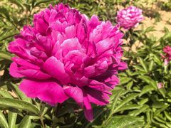 -洛阳郁金香牡丹园