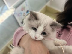 -瑞派福兴宠物医院犬猫全科·骨科·中西医结合(河东店)