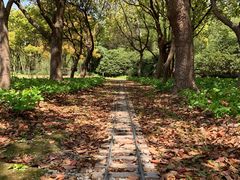 -上海滨江森林公园