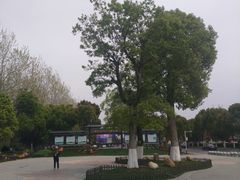 -合肥滨湖国家森林公园