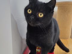 -怪兽屋·羊驼·猫咖·狗咖(俊华广场店)