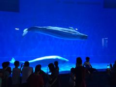 -芜湖新华联大白鲸海洋公园