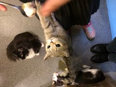 -猫色咖啡·猫咖
