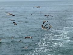 -海驴岛(荣成市)