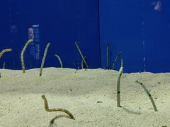 -上海海洋水族馆