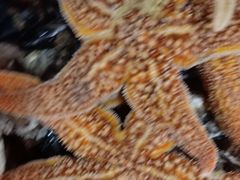 -宾朋海鲜特色美食餐厅·纯手工鲅鱼水饺(兴海路店)