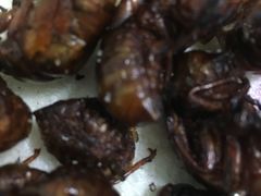 -海拉尔碳烤羊腿烤鸽子(吕营店)