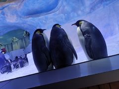 -海合安成都极地海洋公园
