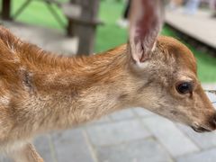 -北京鹿世界主题园