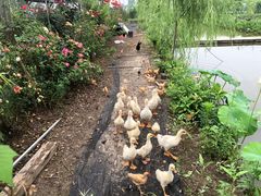 -同銮特种养殖场·龙虾垂钓