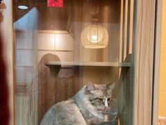 -白兔子密室(长寿路店)