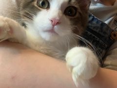 -猫大福·Fortune Cat猫舍(百子湾店)