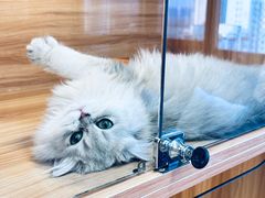 -猫十亿·布偶金渐层·曼基康矮脚猫舍(青年路店)