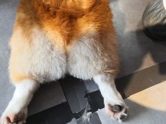 -汪说·狗咖(旺城大厦店)
