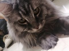 -猫和宫(六道口店)