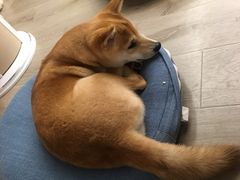 -浣熊柯尔鸭土拨鼠·电玩咖