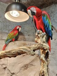 -Zoolung Zoolung动物主题公园(海信广场店)