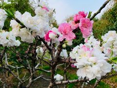 -南汇桃花村