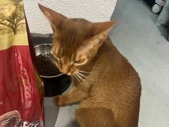 -琪喵猫屋·撸猫猫咖·猫舍