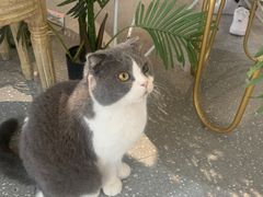 -共舞时光猫咖·狗咖(新街口店)
