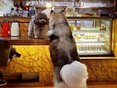 -more than meow吴止猫主题餐厅(承德 中船汇店)