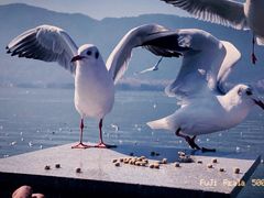 -海埂大坝