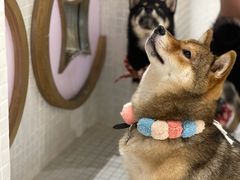 -柴务处·柴犬主题狗咖