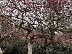 -杭州植物园