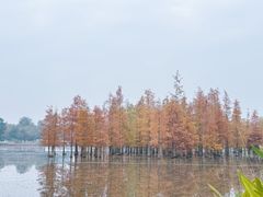 -白鹭湾湿地公园