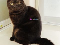-鼓捣猫呢主题猫咖店