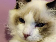 -十年猫舍·猫咪专门店(普陀店)