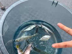 -小猫钓鱼海钓俱乐部(椰梦长廊店)