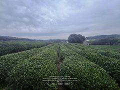 -中国茶叶博物馆(双峰馆区)