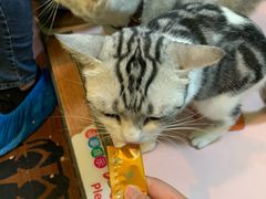 -李小姐の猫咖啡馆(五角场店)