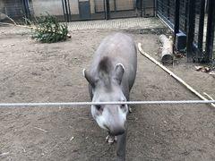 -阿提斯皇家动物园