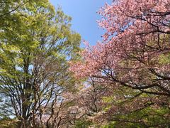 -井之头恩赐公园