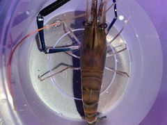 -钳真多钓虾馆·小龙虾海鲜烧烤(九六广场店)