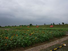 -上海都市菜园