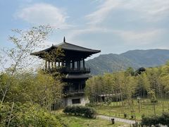 -大唐贡茶院
