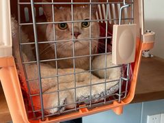 -伟伟宠物医院·瑞派猫友好医院·猫科(光谷店)