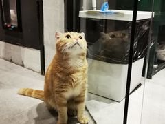 -猫儿山۰猫主题餐厅