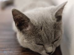 -猫友咖啡店(玉林西路店)